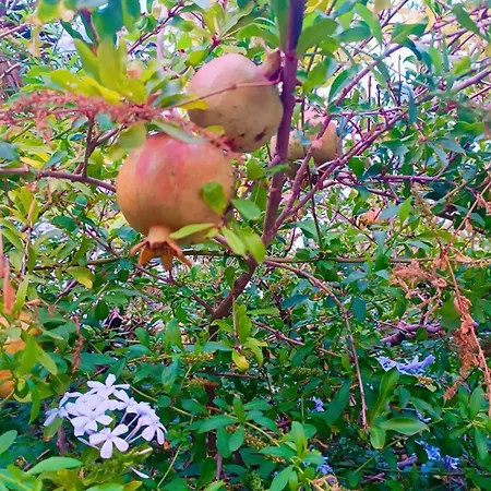 Cactus Garden - Club Patara * Kalkan